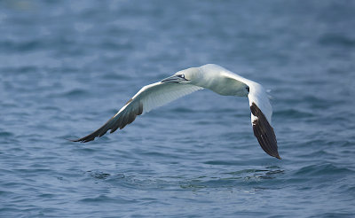 Northern Gannet (Morus bassanus)