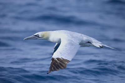 Northern Gannet (Morus bassanus)