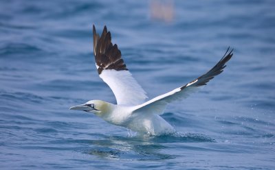Northern Gannet (Morus bassanus)
