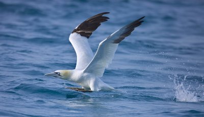 Northern Gannet (Morus bassanus)