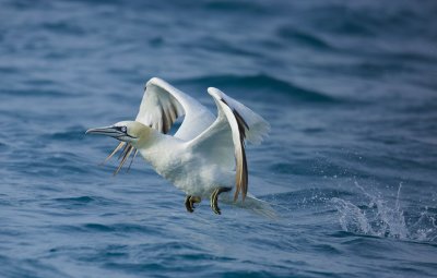 Northern Gannet (Morus bassanus)
