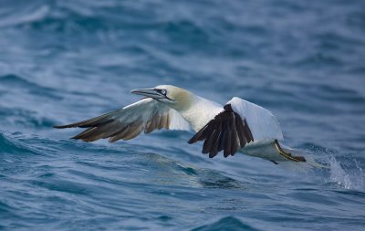 Northern Gannet (Morus bassanus)