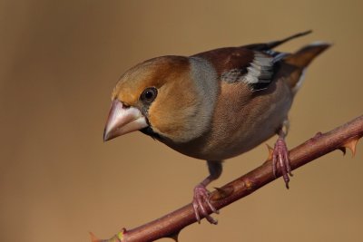 Hawfinch (Coccothraustes coccothraustes)