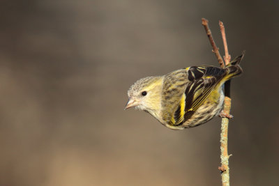siskin (Spinus spinus)