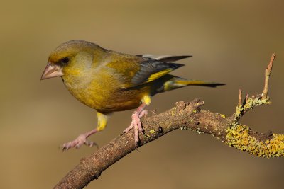 Greenfinch (Carduelis chloris)