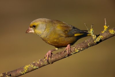 Greenfinch (Carduelis chloris)