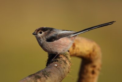 Long-tailed tit (Aegithalos caudatus)