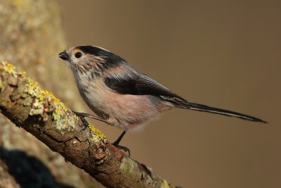 Long-tailed tit