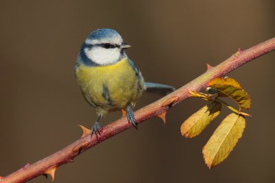  blue tit (Cyanistes caeruleus)