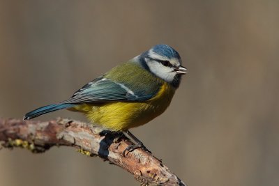 Blue tit