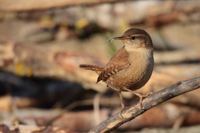 Eurasian Wren (Troglodytes troglodytes)