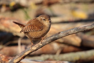 Troglodytidae