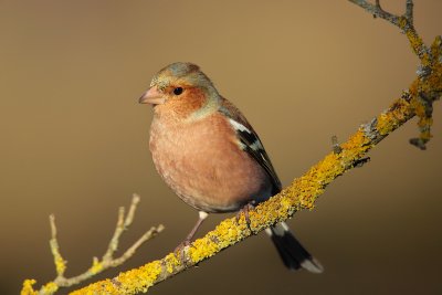 Common Chaffinch (Fringilla coelebs)