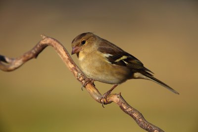 Common Chaffinch (Fringilla coelebs)
