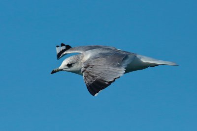 common gull (Larus canus)