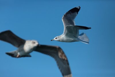 common gull (Larus canus)