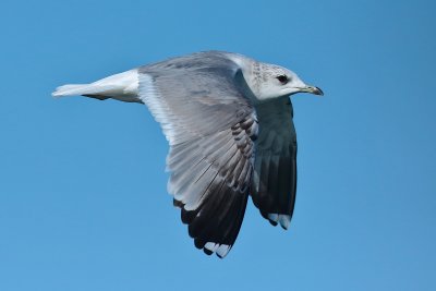 common gull (Larus canus)