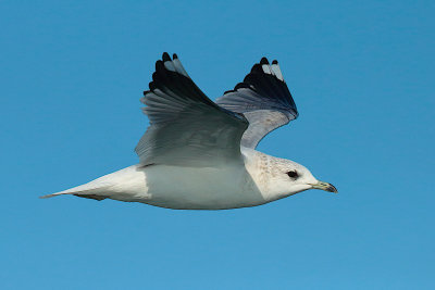 common gull (Larus canus)