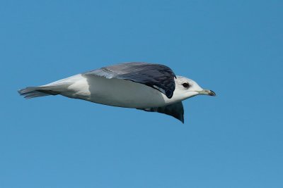 common gull (Larus canus)