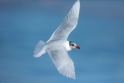 Mediterranean Gull (Larus melanocephalus)
