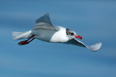 Mediterranean Gull (Larus melanocephalus)