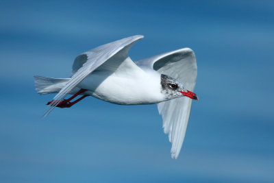 Mediterranean Gull (Larus melanocephalus)