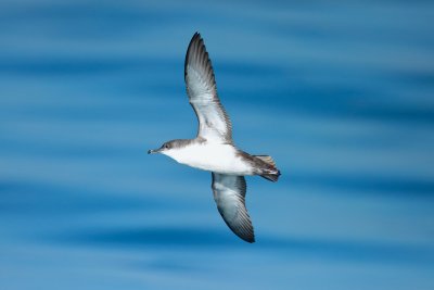 Yelkouan Shearwater