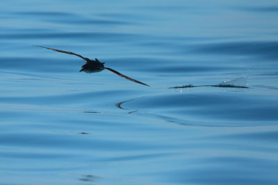 Yelkouan Shearwater