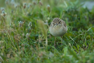 Tawny pipit (Anthus campestris)