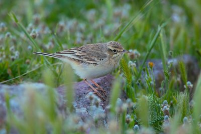 Tawny pipit (Anthus campestris)