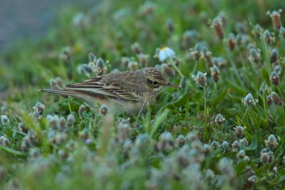 Tawny pipit (Anthus campestris)