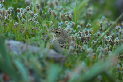 Tawny pipit (Anthus campestris)