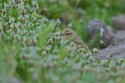 Tawny pipit (Anthus campestris)