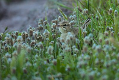 Tawny pipit (Anthus campestris)