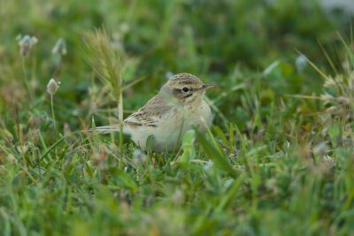 Tawny pipit (Anthus campestris)