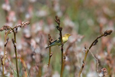 Melodious warbler (Hyppolais polyglotta)