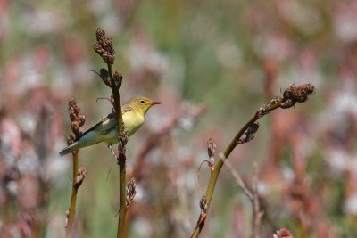 Melodious warbler (Hyppolais polyglotta)