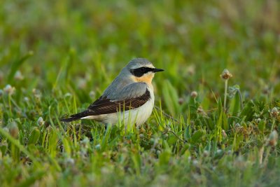 wheatear (Oenanthe oenanthe)