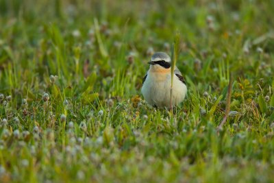 wheatear (Oenanthe oenanthe)