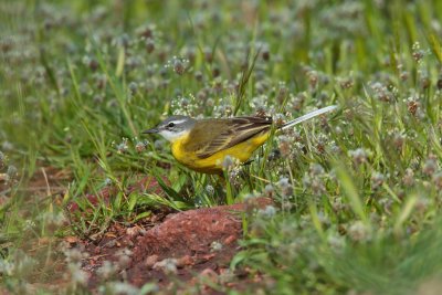 Spanish yellow wagtail (Motacilla flava iberiae)