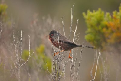 Dartford warbler (Sylvia undata)