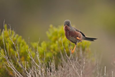 Dartford warbler (Sylvia undata)