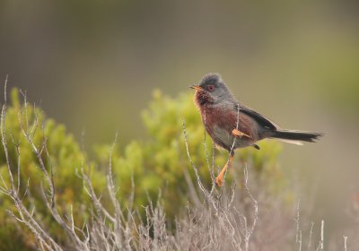 Dartford warbler (Sylvia undata)