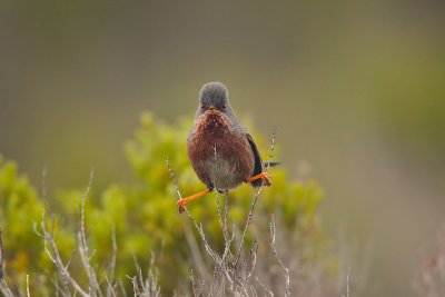 Dartford warbler (Sylvia undata)