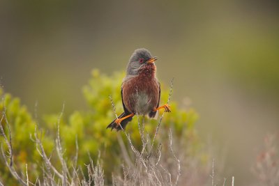 Dartford warbler (Sylvia undata)