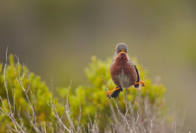 Dartford warbler (Sylvia undata)