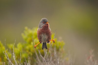Dartford warbler (Sylvia undata)