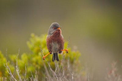 Dartford warbler (Sylvia undata)