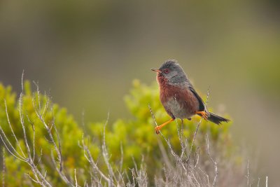 Dartford warbler (Sylvia undata)