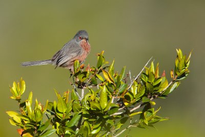 Dartford warbler (Sylvia undata)